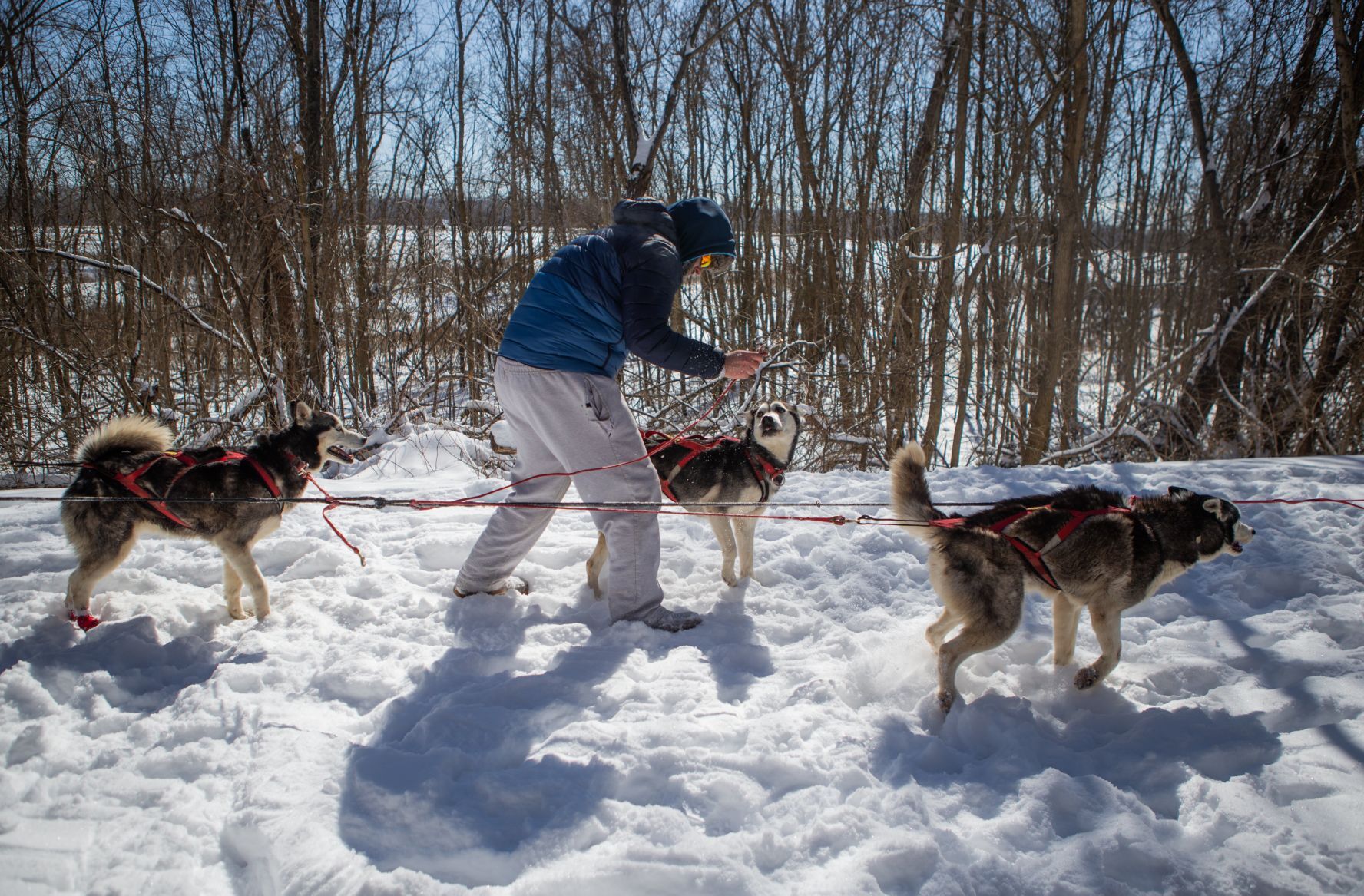 Snow treat for sled dog team